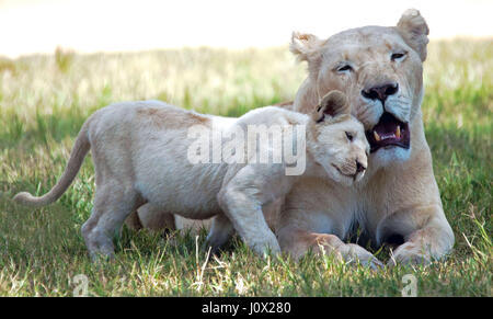 Lionne avec Lion Cub, Limpopo, Afrique du Sud Banque D'Images