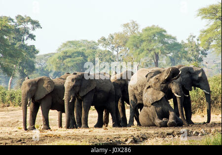 Les éléphants se baigner dans la boue, l'Okavango, Botswana Banque D'Images