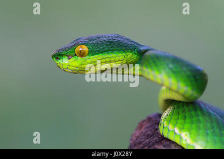 Vue latérale d'une tête de serpent Viper, Indonésie Banque D'Images