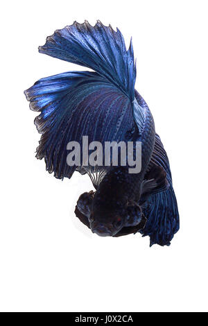 Portrait d'un betta poisson, Indonésie Banque D'Images