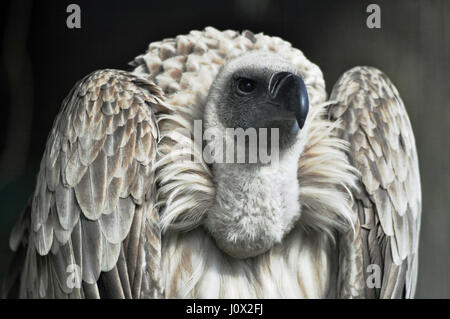 Portrait d'un oiseau vautour, Western Cape, Afrique du Sud Banque D'Images