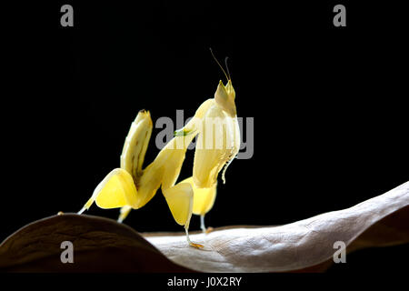 Orchid mantis assis sur une feuille, l'Indonésie Banque D'Images