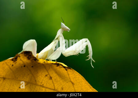 Orchid mantis assis sur une feuille, l'Indonésie Banque D'Images