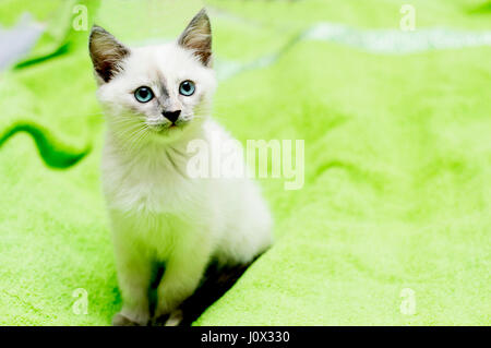 Le Snow-white chaton aux yeux bleus est assise sur un lit, un sujet chatons Banque D'Images