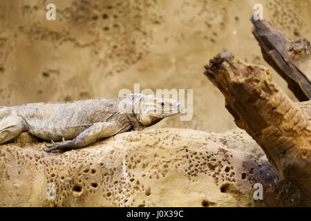 La faune : l'Iguane Rhinocéros (Cyclura cornuta) - Le Zoo de Londres. Banque D'Images