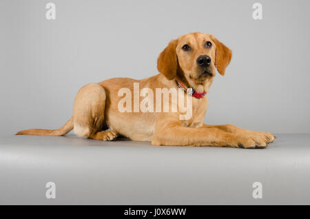 Labrador / Irish Setter crossbreed (6 mois) photographié au Royaume-Uni. Banque D'Images