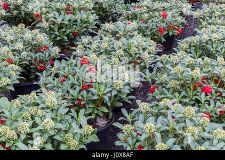 Arbuste vert (Skimmia) avec des fruits rouges dans une serre hollandaise Banque D'Images