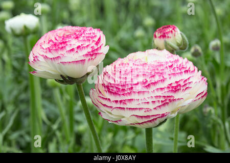 Ranunculus Renoncule pourpre (persan) blossom Photo Stock - Alamy