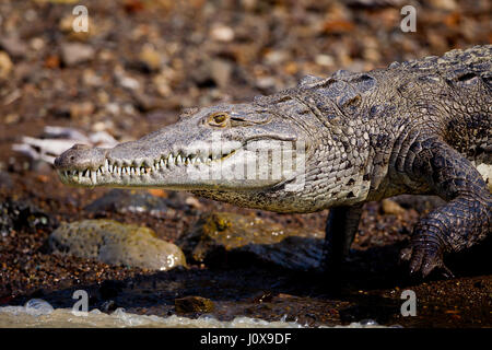 Panama faune avec un crocodile américain, Crocodylus acutus, au bord du lac de Gatun Lake, République du Panama, Amérique centrale. Banque D'Images