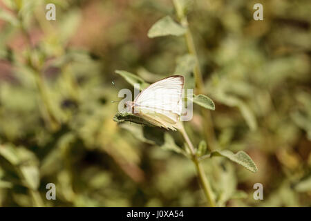 Grand papillon blanc du sud, Ascia monuste, dans un jardin botanique au printemps Banque D'Images