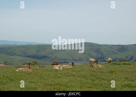 L'itinérance Elk Tule Elk Tule préserver dans le Parc National de Point Reyes, CA. Banque D'Images