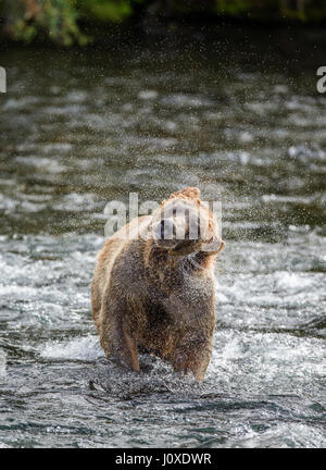 L'ours brun, de l'eau balais entouré par pulvérisation. USA. De l'Alaska. Kathmai Parc National. Grande illustration. Banque D'Images