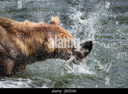 Un ours brun attrape le saumon dans la rivière. USA. De l'Alaska. Kathmai Parc National. Grande illustration. Banque D'Images