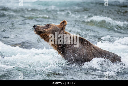 L'ours brun, de l'eau balais entouré par pulvérisation. USA. De l'Alaska. Kathmai Parc National. Grande illustration. Banque D'Images