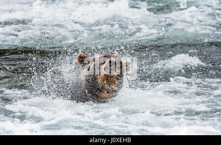 L'ours brun, de l'eau balais entouré par pulvérisation. USA. De l'Alaska. Kathmai Parc National. Grande illustration. Banque D'Images