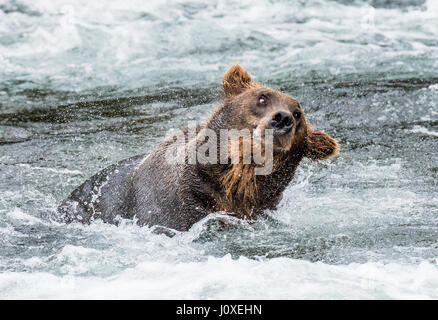 L'ours brun, de l'eau balais entouré par pulvérisation. USA. De l'Alaska. Kathmai Parc National. Grande illustration. Banque D'Images