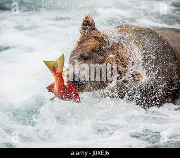 Ours brun avec du saumon dans sa bouche. USA. De l'Alaska. Kathmai Parc National. Grande illustration. Banque D'Images
