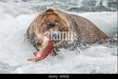 Ours brun avec du saumon dans sa bouche. USA. De l'Alaska. Kathmai Parc National. Grande illustration. Banque D'Images