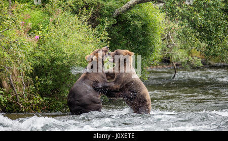 Deux ours bruns jouer les uns avec les autres dans l'eau. USA. De l'Alaska. Kathmai Parc National. Grande illustration. Banque D'Images