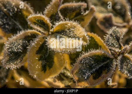 Frost couverts de feuilles en hiver Euonymus Banque D'Images