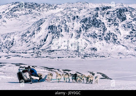 Chien Husky à Ilulissat, Groenland. Banque D'Images