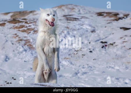 Chien Husky à Ilulissat, Groenland. Banque D'Images