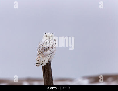 On Snowy Owl en hiver Canada Banque D'Images