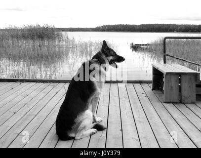 La garde d'un chien sur le territoire d'un lac, en noir et blanc Banque D'Images