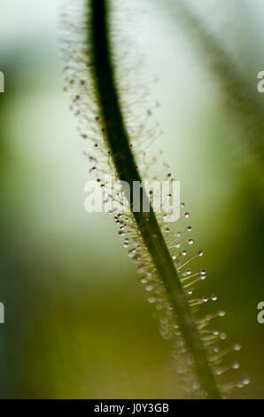 Dichotoma Drosera à feuilles de fourche, un caniverous sunplant. plante semblable à la Venus Fly Trap qui attire les mouches, et autres insectes. Banque D'Images