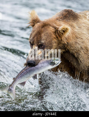 Ours brun avec du saumon dans sa bouche. USA. De l'Alaska. Kathmai Parc National. Grande illustration. Banque D'Images