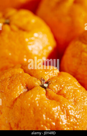 La mandarine, le Colossal Pépite d'une variété de Californie, USA Banque D'Images