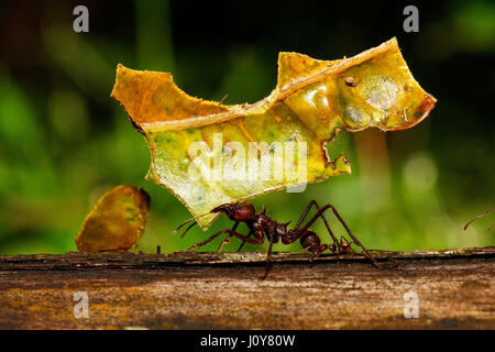 Dans ant découpeuse de forêt amazonienne, en Equateur Banque D'Images