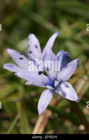 Scilla verna Banque D'Images