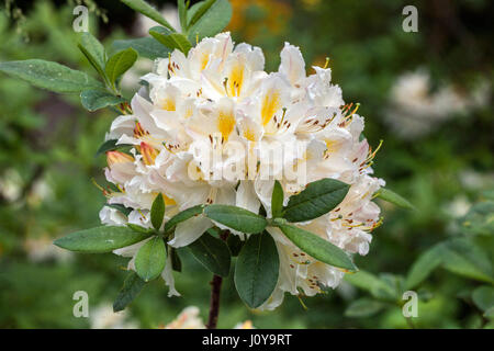 Rhododendron 'Daviesii', fleurs blanches Banque D'Images