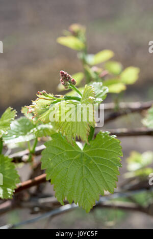 Une partie de l'usine younggrape dans la saison du printemps Banque D'Images