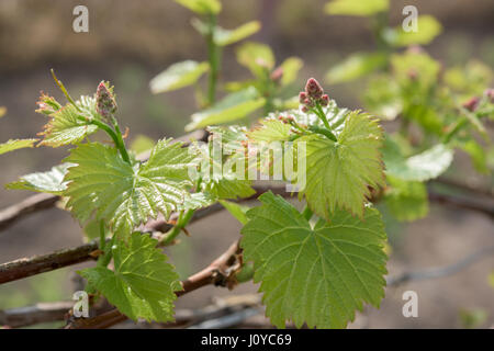 Jeune plant de vigne en agarden- Banque D'Images