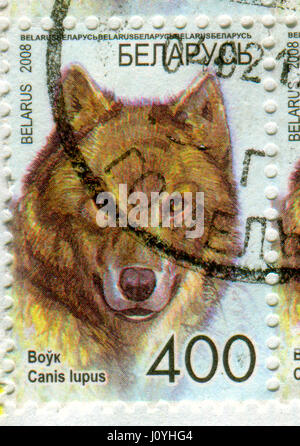 GOMEL, BÉLARUS, le 15 avril 2017. Timbres en Bélarus montre libre du loup gris ou loup gris (Canis lupus), également connu sous le nom de loup ou nous Banque D'Images