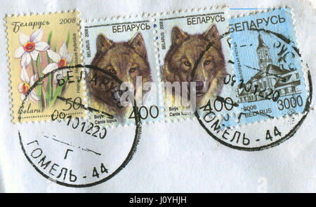 GOMEL, BÉLARUS, le 15 avril 2017. Timbres en Bélarus montre l'image de Narcisse hybridus, Minsk town hall et Canis lupus, vers 2008. Banque D'Images