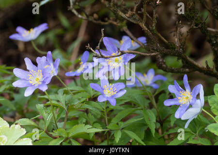 Les fleurs du printemps de l'attrayant formulaire sélectionné de l'anémone des bois Anemone nemorosa, 'Mart's Blue' Banque D'Images