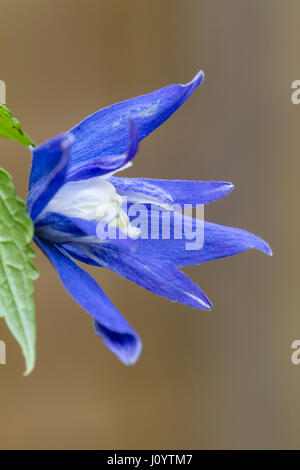 Blue Spring Flower de la forêt décidue, grimpeur, Clematis macropetala 'Maidwell Hall' Banque D'Images