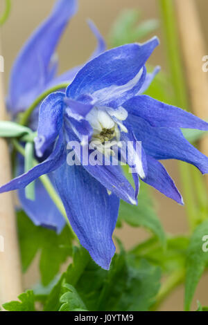 Blue Spring Flower de la forêt décidue, grimpeur, Clematis macropetala 'Maidwell Hall' Banque D'Images