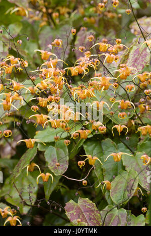 Des gerbes de fleurs de printemps aérée de la feuilles de bronze barrenwort, Epimedium 'Amber Queen' Banque D'Images