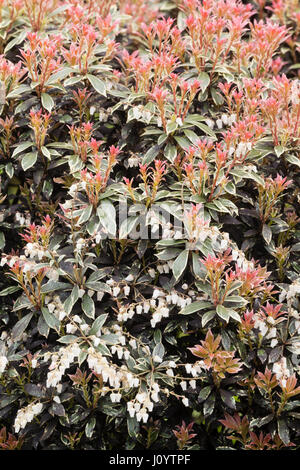 Jeunes feuilles rouge contraste avec le blanc des fleurs de Bell et plus, feuilles panachées de Pieris japonica 'Little Heath' Banque D'Images