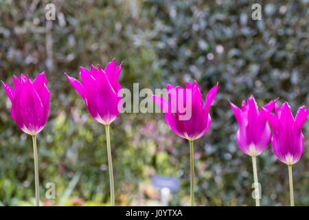 Pourpre profond flowrs de la floraison du printemps, lily fleur tulipe, Tulipa 'Purple Dream' Banque D'Images