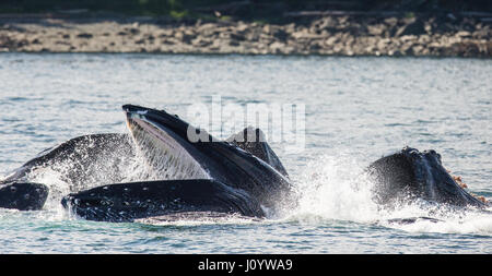 La tête et la bouche de la baleine à bosse au-dessus de la surface de l'eau close-up au moment de la chasse. La région du détroit de Chatham. De l'Alaska. USA. Banque D'Images