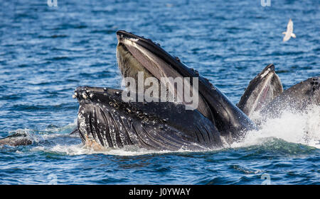 La tête et la bouche de la baleine à bosse au-dessus de la surface de l'eau close-up au moment de la chasse. La région du détroit de Chatham. De l'Alaska. USA. Banque D'Images