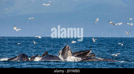 La tête et la bouche de la baleine à bosse au-dessus de la surface de l'eau close-up au moment de la chasse. La région du détroit de Chatham. De l'Alaska. USA. Banque D'Images