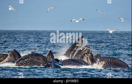 La tête et la bouche de la baleine à bosse au-dessus de la surface de l'eau close-up au moment de la chasse. La région du détroit de Chatham. De l'Alaska. USA. Banque D'Images