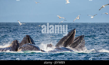 La tête et la bouche de la baleine à bosse au-dessus de la surface de l'eau close-up au moment de la chasse. La région du détroit de Chatham. De l'Alaska. USA. Banque D'Images