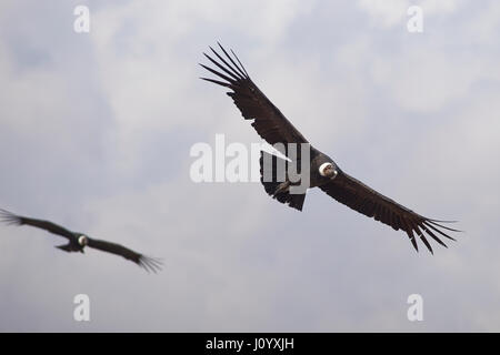 Condors andins sauvages (Condor Vultur gryphus) voler contre un ciel nuageux dans les Andes, près de Santiago au Chili. Banque D'Images